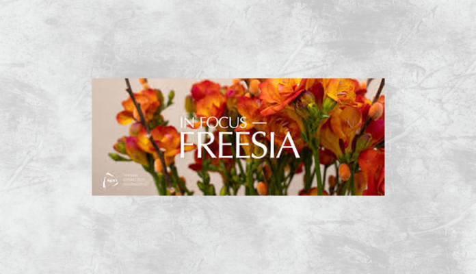 Freesia Florist گل فروشی در مونترال
